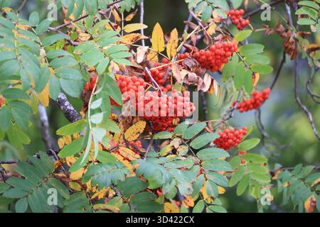 Heidelbeere-Bergasche im Herbst in Nahaufnahme Stockfoto