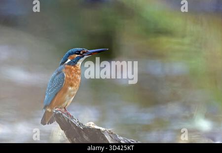 Kingfisher Alcedo atmet diese Seite auf Stockfoto