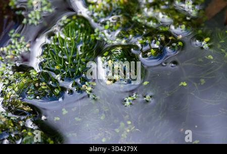 Ein gemeiner Frosch nutzt die Teichvegetation, um sich in den Hintergrund einzufügen, damit er auf Gefahren aufmerksam ist und gleichzeitig praktisch unsichtbar für die Bedrohung durch Raubtiere ist. Stockfoto