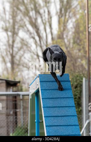 Ein schwarzer Hund springt während eines Trainings in einem Hundepark an einem sonnigen Tag über eine blaue Agility-Rampe. Stockfoto