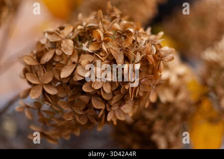 Getrocknete Hortensie-Blüten in warmen Brauntönen. Hochwertige Fotos Stockfoto