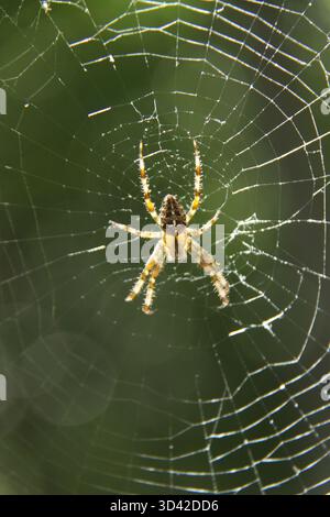 Europäische Gartenspinne (Araneus diadematus) im Web Stockfoto