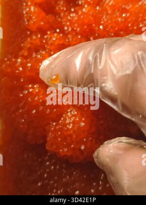Roter Kaviar in einem Plastikbehälter. Lachskaviar, Diätkost. Stockfoto
