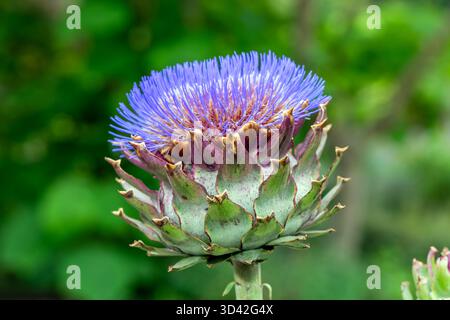 Cynara cardunculus eine im Sommer herbstliche blühende Pflanze mit einer lila Distel wie eine Sommerblume, auch bekannt als Cardoon oder Globus Artischocke, gar Stockfoto