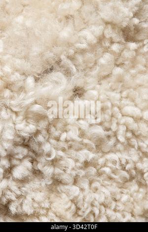 Weiche lockige Fasern aus Schafwolle. Nahaufnahme mit naturbeiger Wollstruktur. Stockfoto