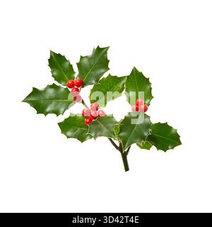 Ein Zweig der Stechpalme (Ilex) mit roten Beeren, die isoliert auf einem weißen Hintergrund. Stockfoto