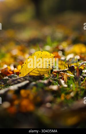Im Herbst Laub auf dem Boden Stockfoto