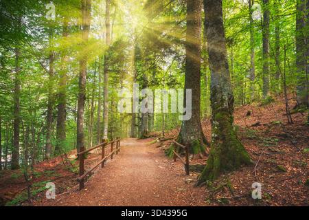 Wald mit Pfad und Sonnenlicht. Abetone, Apennine Berge, Toskana Region, Italien Stockfoto