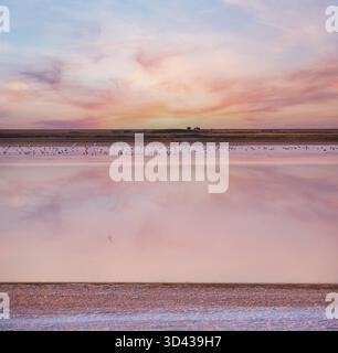 Möwenvögel am Sonnenuntergang Genichesk rosa extrem salzigen See (gefärbt von Mikroalgen mit kristallinen Salzabfall), Ukraine. Stockfoto