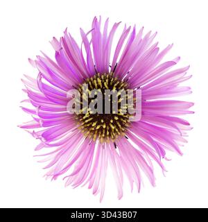asterblume isoliert auf weißem Hintergrund, aus nächster Nähe auf weißem Hintergrund von oben fotografiert. Aster amellus. Stockfoto