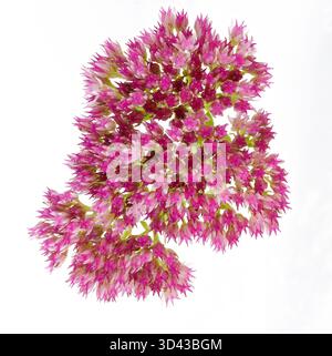 Makroaufnahme eines rosafarbenen Stonecrop (Sedum) Blumenhaufens, isoliert auf einem sauberen weißen Hintergrund. Perfekt für ausgeschnittene Designs, die Schönheit symbolisieren Stockfoto