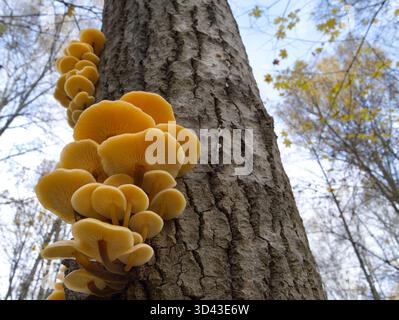 Pilze, die auf einem Baumstamm im Herbstwald wachsen. Genießbare Herbsthonigpilze auf einem moosigen Baumstamm. (Flammulina velutipes). Stockfoto