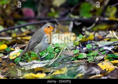 Robin im Herbst Stockfoto