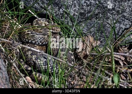 Gemeinsamen europäischen viper Stockfoto
