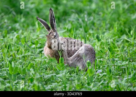 Hase auf der Wiese aufräumen Stockfoto