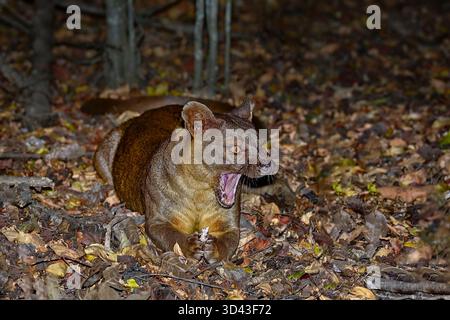Fossa in der Nacht Stockfoto