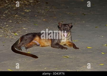 Fossa in der Nacht Stockfoto