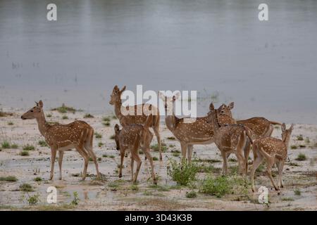 Eine Herde von gefleckten Hirschen, die sich nahe an einem See tummeln, um Wasser zu trinken. Stockfoto