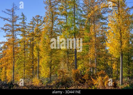 Wald mit hybriden Lärchen (Larix x eurolepis), Laubbäumen mit nadelförmigen Blättern, die vor Herbst gelb werden Stockfoto
