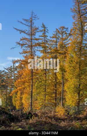 Wald mit hybriden Lärchen (Larix x eurolepis), Laubbäumen mit nadelförmigen Blättern, die vor Herbst gelb werden Stockfoto