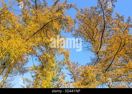 Wald mit hybriden Lärchen (Larix x eurolepis), Laubbäumen mit nadelförmigen Blättern, die vor Herbst gelb werden Stockfoto