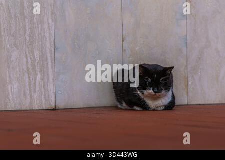 Schwarz-weiße Katze, die sich zusammengerollt hat und friedlich an einer Wand schlief. Stockfoto