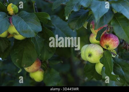 Äpfel (Malus) hängen an einem Baum, Finnland Stockfoto