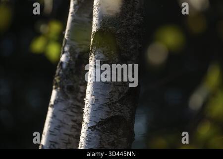 Birkenstämme durch Blätter, Detail, Birke (Betula), Wald, Schweden Stockfoto