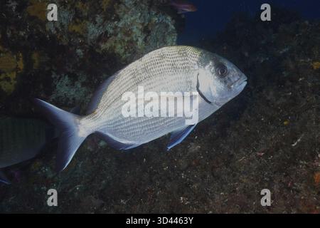 Silberfarbene Fische, große Ziegenbrassen (Diplodus sargus sargus), schwimmen in der Nähe einer felsigen Unterwasserlandschaft im Mittelmeer bei Hyeres, Giens pe Stockfoto