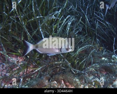 Ein silberfarbener Fisch, große Ziegenbrasse (Diplodus sargus sargus), schwimmt durch dichte Seegrasgruppen in klarem Wasser im Mittelmeer bei Hy Stockfoto