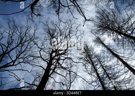 Wald Ravnsholt Skov in Dänemark nördlich von kopenhagen Stockfoto