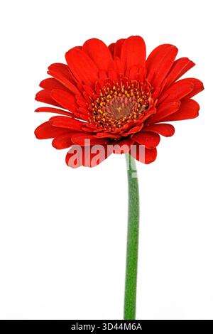 Rote Miniatur Gerbera (Gerbera) Stockfoto