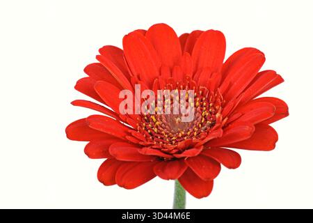 Rote Miniatur Gerbera (Gerbera) Stockfoto