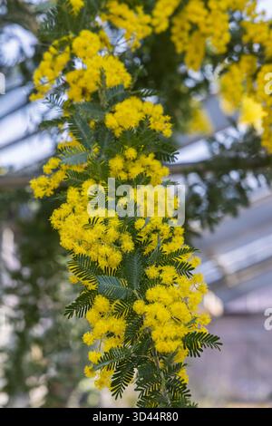 Hintergrund mit schönen gelben Mimosa-Blüten (Aacacia dealbata) Stockfoto