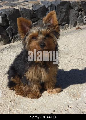 Nahaufnahme eines süßen Yorkshire-Terrier-Welpen draußen Stockfoto
