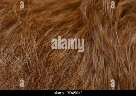 Nahaufnahme von rotem Fell mit klaren Strängen, matten und glänzenden Zonen in warmen Orangetönen. Natürliche Weichheit und dünnes Relief bilden einen lebendigen Hintergrund für Tierarzt Stockfoto