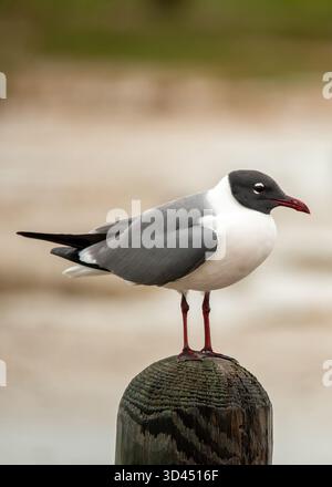 Eine lachende Möwe, die auf einem Pfosten sitzt. Stockfoto