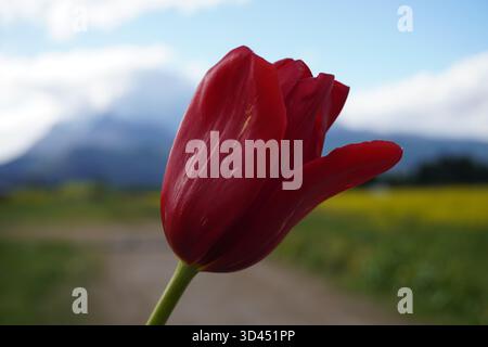 Eine einzelne, leuchtend rote Tulpe blüht scharf und steht über einem verschwommenen Hintergrund, einem gelb-grünen Feld und einem majestätischen Berg. Stockfoto