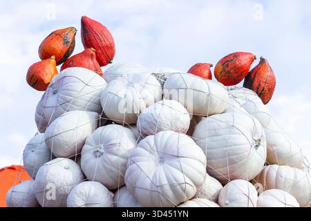 Ein Haufen weißer Kürbisse und darüber ein Haufen orangener Kürbisse vor einem blauen Himmel. Stockfoto