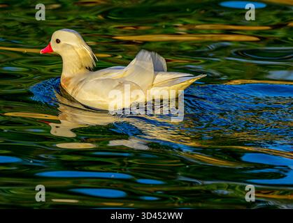 Männliche weiße Albino-Mandarine schwimmt im Teich im Dandaro Village in Harare Stockfoto