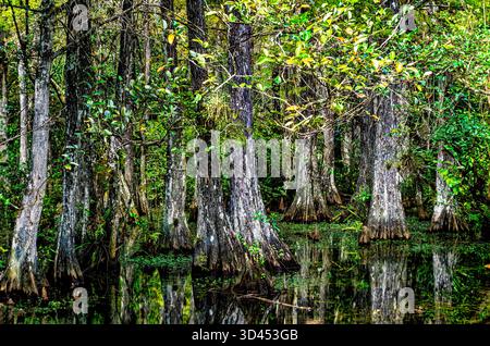 Cypress Trees im Sumpf entlang der Loop Road im Big Cypress National Preserve, Florida Stockfoto