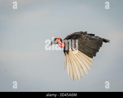 Toll aussehender männlicher Hornschnabel im Flug über dem südlichen Afrika Stockfoto