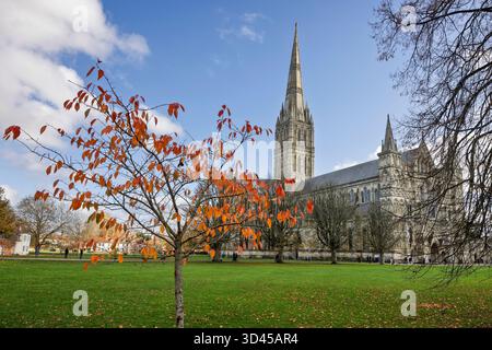 Junge Buche mit leuchtenden herbstlichen Orangenblättern vor der Kathedrale von Salisbury, Wiltshire, Großbritannien am 8. November 2025 Stockfoto
