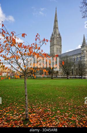 Junge Buche mit leuchtenden herbstlichen Orangenblättern vor der Kathedrale von Salisbury, Wiltshire, Großbritannien am 8. November 2025 Stockfoto
