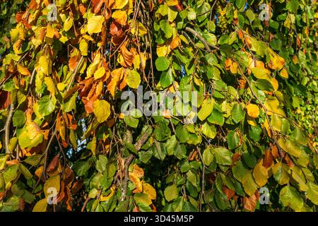 Nahaufnahme farbenfroher Herbstblätter in Grün-, Gelb- und Brauntönen, die an Ästen hängen, beleuchtet durch warmes Sonnenlicht in A Stockfoto