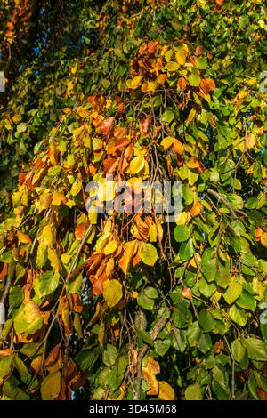 Natürliche Nahaufnahme von bunten Herbstblättern in Grün-, Gelb- und Brauntönen, die an Ästen hängen und von warmem Sonnenlicht in einem pe beleuchtet werden Stockfoto