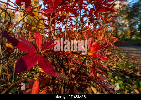 Leuchtend rote Herbstblätter, die von Sonnenlicht beleuchtet werden, mit lachsrosa Knospen, die sich mit rosa Kanten öffnen und eine satte Farbe und Textur gegen ein weiches B zeigen Stockfoto