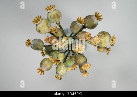 Getrocknete Mohnschoten in natürlicher künstlerischer Komposition Stockfoto