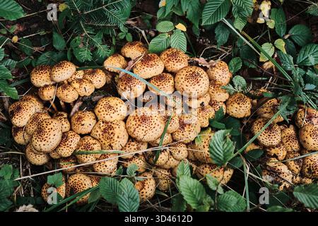 Die Pilze von Scalycap gruppieren sich auf dem Waldboden in einer üppigen grünen Umgebung Stockfoto