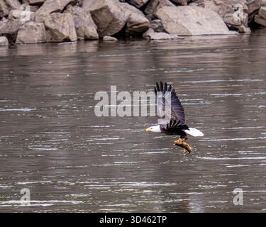 Reife Weißkopfseeadler - erwachsener Haliaeetus leucocephalus am Conowingo Damm Maryland - Raubvögel beim Flugreadlerfischen mit Fischen im Susquehanna River Stockfoto